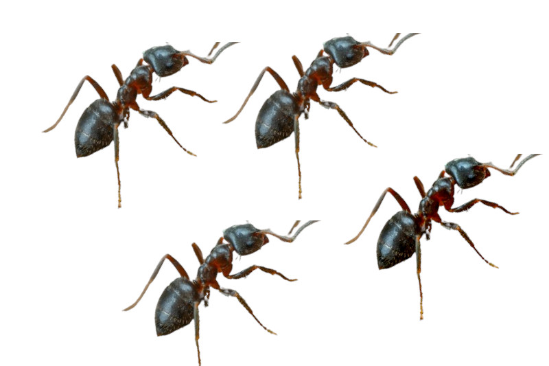 mrówki na balkonie