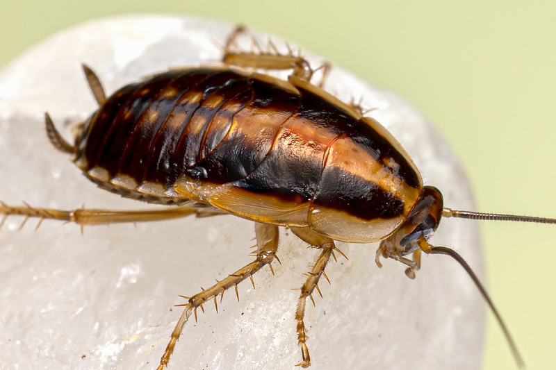 karaluch, jak pozbyć się karaluchów