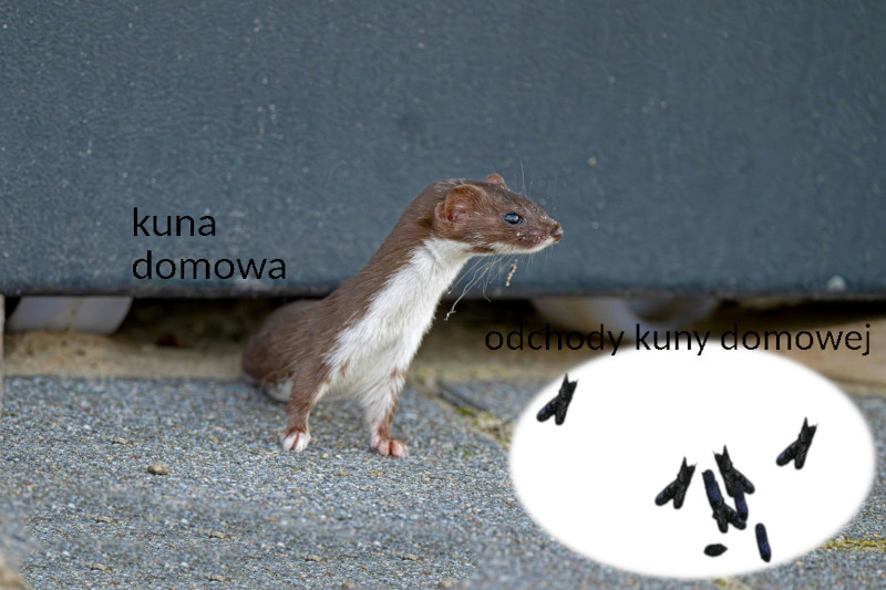 kuna domowa