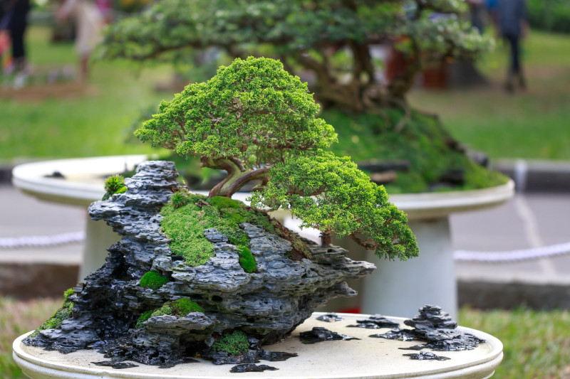 bonsai podlewanie