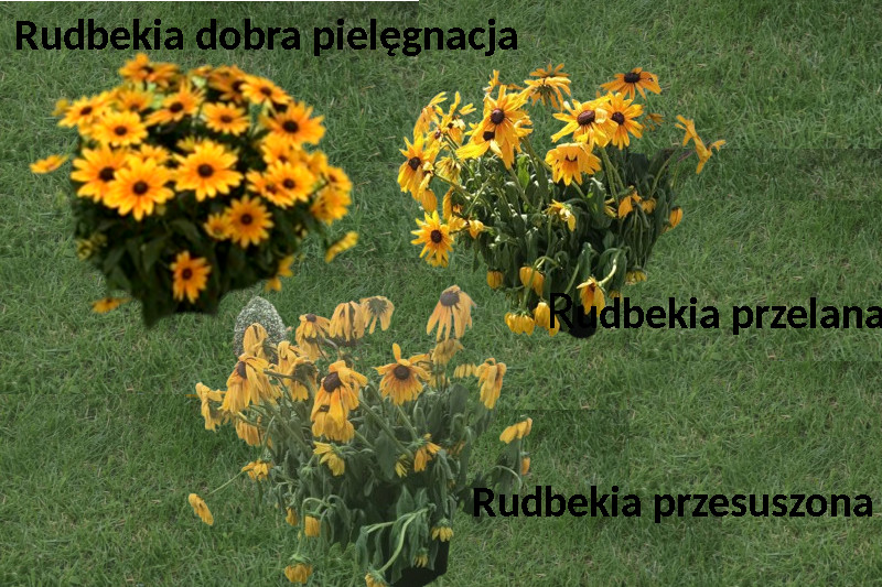 rudbekia hodowla