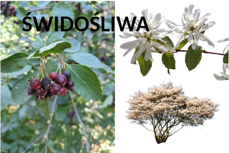 świdośliwa uprawa